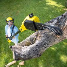 Why Choose Our Tree Removal Services in Rio Communities, NM?