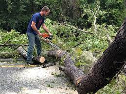 Best Lot and Land Clearing  in Rio Communities, NM